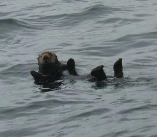 Sea otter floating on its back in Sitka waters
