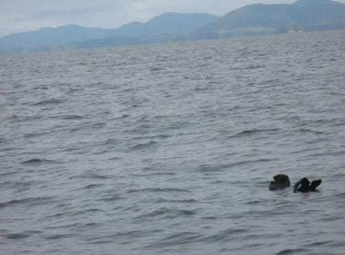 Wildlife swimming in Sitka Sound with mountain backdrop